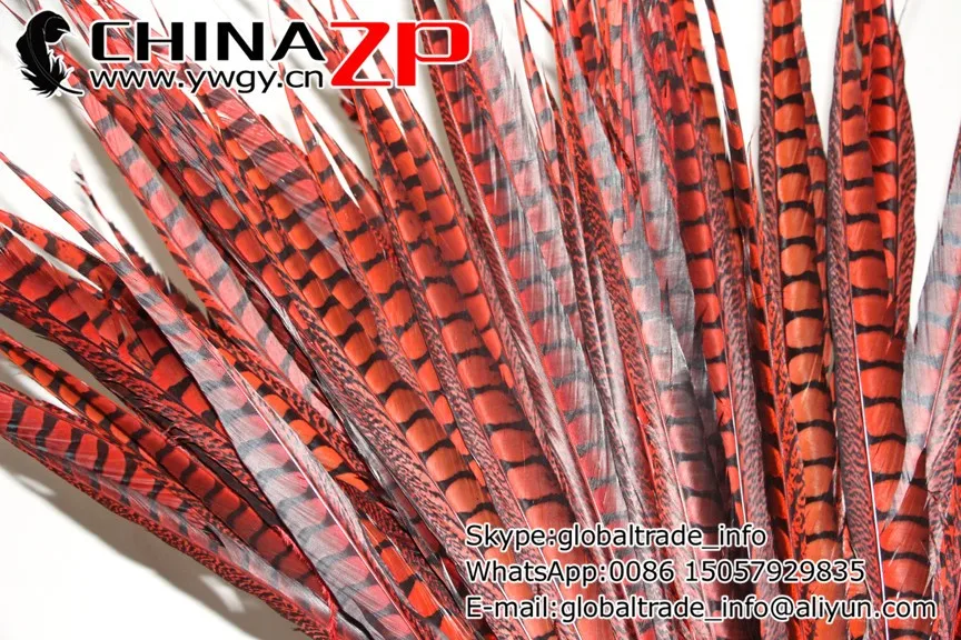 lady amherst pheasant feathers (33)