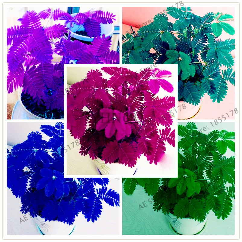 

New arrival!20pcs/bag Mimosa Pudica bonsai Potted Foliage Plants Sensitive Plant Fun Bashfulgrass garden