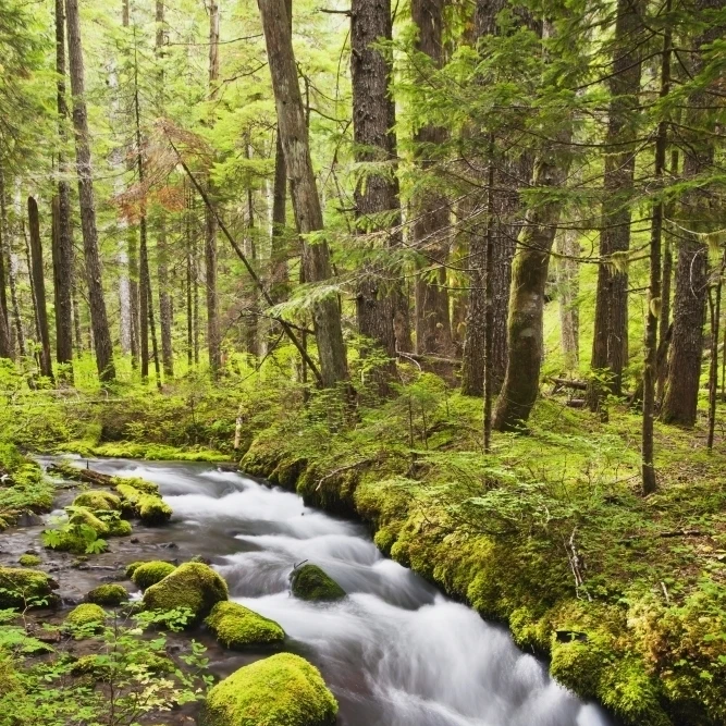 Still Creek In Mount Hood National Forest In The Oregon Cascade Mountains; Oregon United States of America (24 x 38)