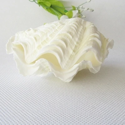 070655 giant clam ring box conch shells aquarium landscaping platform Mediterranean home decoration free shipping
070655 giant clam ring box conch shells aquarium landscaping platform Mediterranean home decoration free shipping