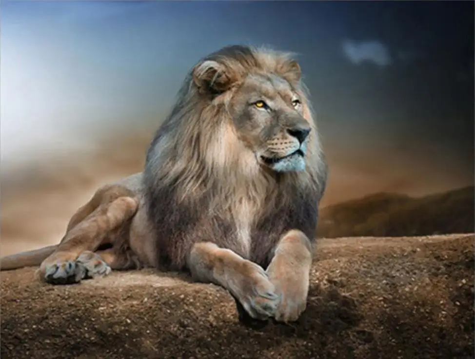 diamond painting animals diamond embroidery lion diy full diamond mosaic Home crafts 5d Square diamonds for pictures
diamond painting animals diamond embroidery lion diy full diamond mosaic Home crafts 5d Square diamonds for pictures