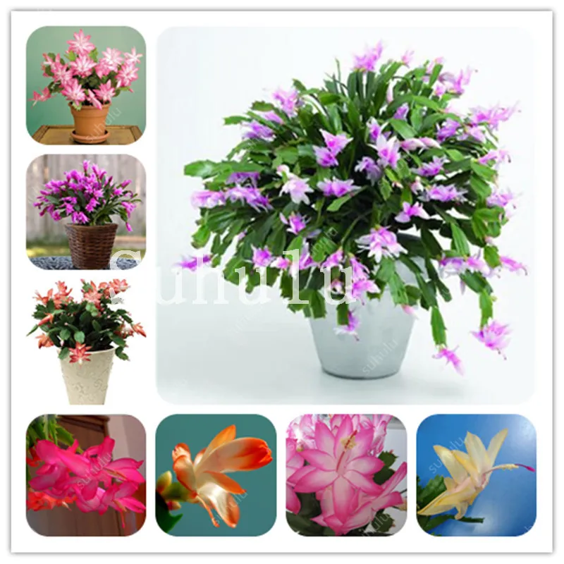 100pcs Zygocactus Truncatus Schlumbergera Flores Christmas Cactus Plantas,Colorful Flower Bonsai For Home Garden,Easy To Plants
100pcs Zygocactus Truncatus Schlumbergera Flores Christmas Cactus Plantas,Colorful Flower Bonsai For Home Garden,Easy To Plants