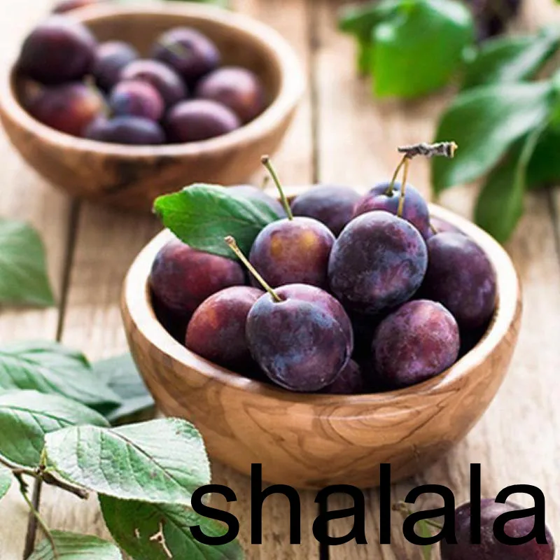 Small potted plum fruit wholesale fruit plum bonsai good keep frui, perennial and organic home plant 10pcs
Small potted plum fruit wholesale fruit plum bonsai good keep frui, perennial and organic home plant 10pcs