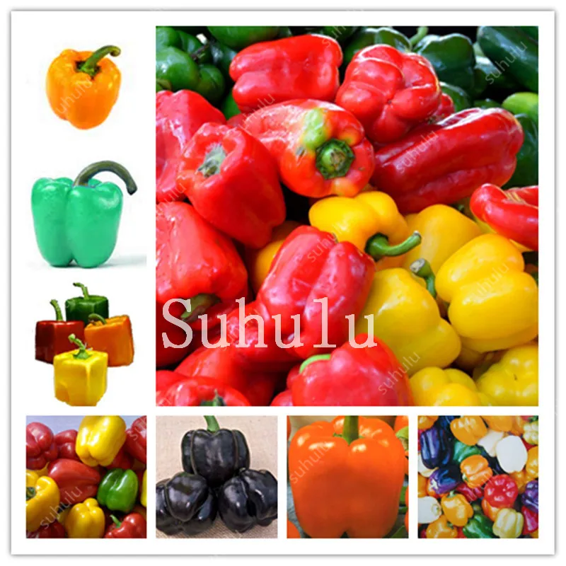 100Pcs Sweet Squqre Pepper Bonsai Colorful Mix High Quality Bell Chill Pepper Vegetables Paprika Home Garden Plants Easy Grow
100Pcs Sweet Squqre Pepper Bonsai Colorful Mix High Quality Bell Chill Pepper Vegetables Paprika Home Garden Plants Easy Grow