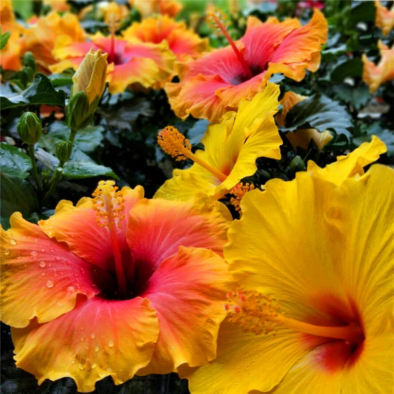 Bonsai 100 Pcs/bag Colorful Dinnerplate Beautiful Hibiscus Plant Perennial Big Flower Home & Garden Plant
Bonsai 100 Pcs/bag Colorful Dinnerplate Beautiful Hibiscus Plant Perennial Big Flower Home & Garden Plant