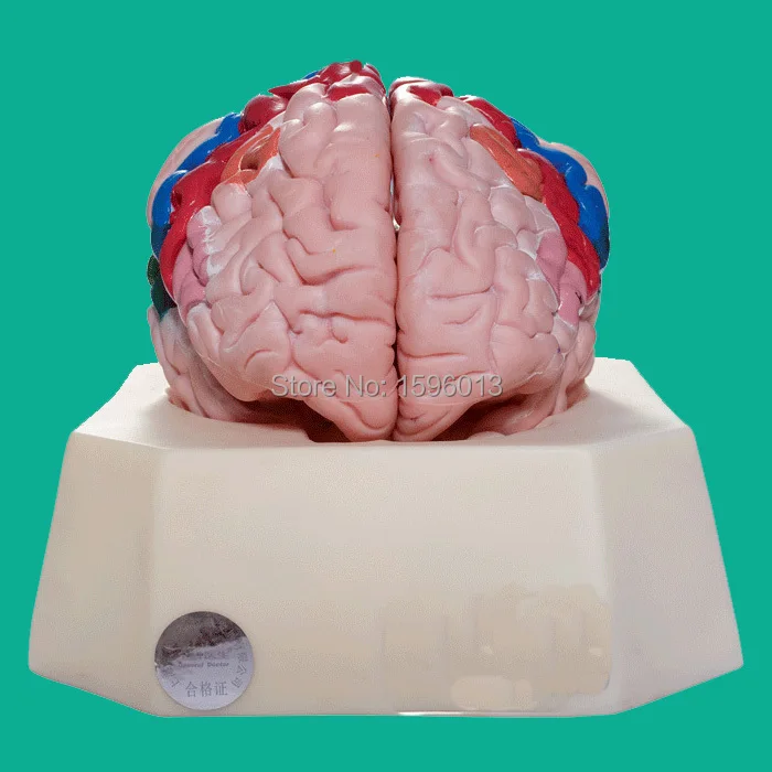 Functional Zones of Cerebral Cortex model, Partition model of cerebral cortex, cerebral cortex model
Functional Zones of Cerebral Cortex model, Partition model of cerebral cortex, cerebral cortex model