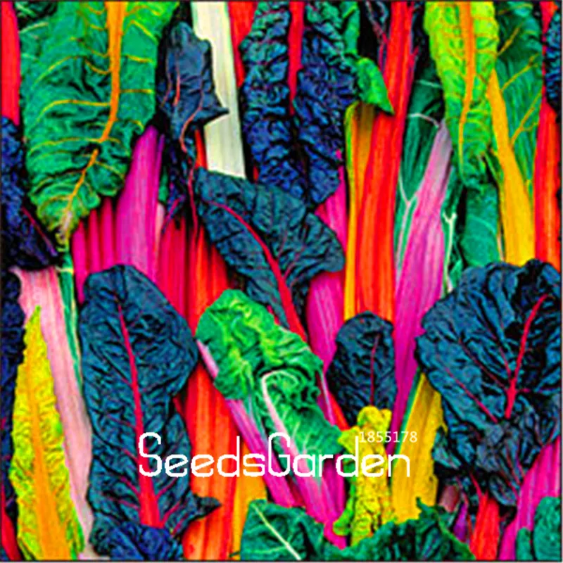 100 Pieces/Bag New Arrival!Five Colors Swiss Chard Silverbeet Fast Growing, Edible Plant,Vegetable bonsai
100 Pieces/Bag New Arrival!Five Colors Swiss Chard Silverbeet Fast Growing, Edible Plant,Vegetable bonsai
