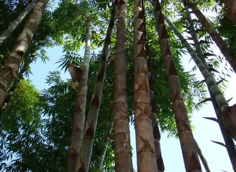 20 pcs Huge Dragon Bamboo Giant Bambu Tree Outdoor Bonsai Potted Novel Bambusa Lako Plant for Home Garden Planting
20 pcs Huge Dragon Bamboo Giant Bambu Tree Outdoor Bonsai Potted Novel Bambusa Lako Plant for Home Garden Planting