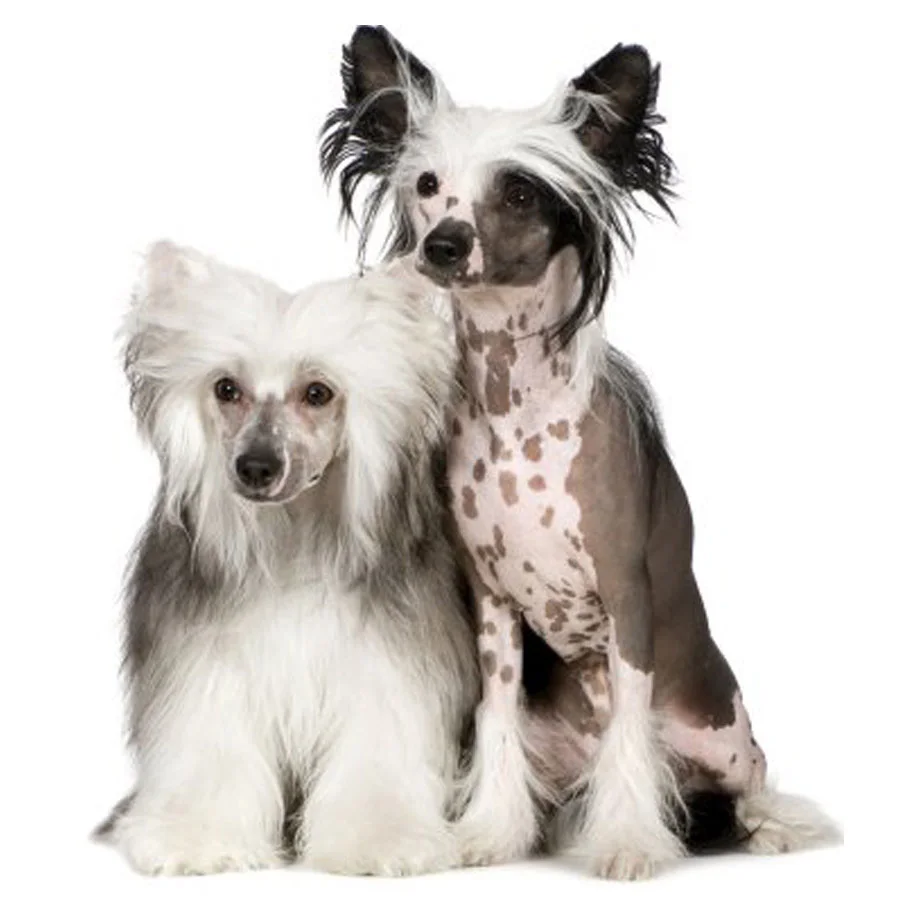 Diy 5d Diamond Painting Cross Stitch Animal Chinese Crested Dog Diamond Embroidery Mosaic Kit Handmade Hobbies And Crafts YG1016
Diy 5d Diamond Painting Cross Stitch Animal Chinese Crested Dog Diamond Embroidery Mosaic Kit Handmade Hobbies And Crafts YG1016