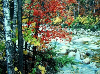 Free shipping different sizes fabric picture frame,wall gobelin tapestries, beautiful red Maple leafs beside river picture
Free shipping different sizes fabric picture frame,wall gobelin tapestries, beautiful red Maple leafs beside river picture