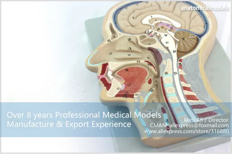 CMAM-BRAIN02 Brain Section Model -1