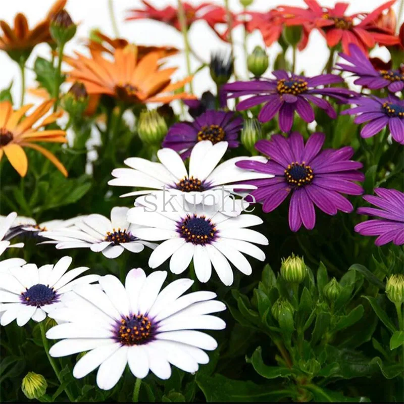 Bonsai South African Chrysanthemum Blue Eye Office Easy to Plant Flower 20pcs(fei zhou ju)
Bonsai South African Chrysanthemum Blue Eye Office Easy to Plant Flower 20pcs(fei zhou ju)