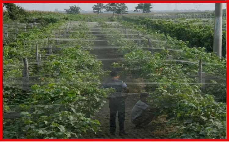 5m Orchard Bird-proof Net Horticultural Net White nylon Net Strawberry Grape Protection Net
5m Orchard Bird-proof Net Horticultural Net White nylon Net Strawberry Grape Protection Net
