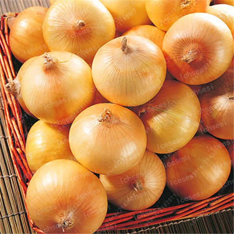 200 pcs/ Giant Onion Bonsai Non-GMO vegetables And fruit delicious heirloom Potted plant for home garden
200 pcs/ Giant Onion Bonsai Non-GMO vegetables And fruit delicious heirloom Potted plant for home garden