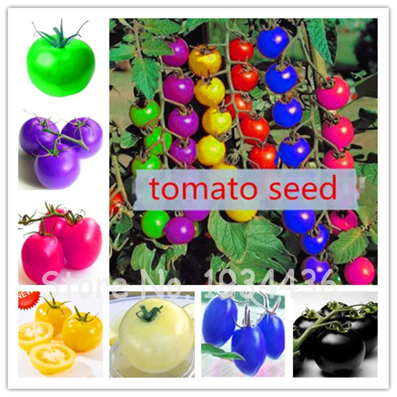 Italian 500 Pcs Colorful Tomato Bonsai Edible Tomato Juicy Vegetables And Fruits Plant For Home Garden Farm Plants Easy To Grow
Italian 500 Pcs Colorful Tomato Bonsai Edible Tomato Juicy Vegetables And Fruits Plant For Home Garden Farm Plants Easy To Grow