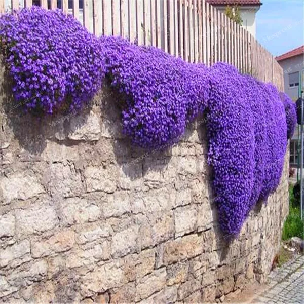 100Pcs/Bag Creeping Thyme Bonsai Or Blue ROCK CRESS Bonsai- Perennial Ground Cover Flower Natural Growth For Home Garden 
100Pcs/Bag Creeping Thyme Bonsai Or Blue ROCK CRESS Bonsai- Perennial Ground Cover Flower Natural Growth For Home Garden
