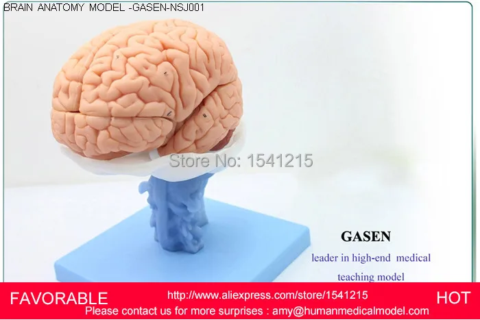 HUMAN ANATOMICAL MODEL,HUMAN ANATOMY VENTRICLES OF BRAIN STEM BETWEEN CMAC NERVOUS SYSTEM MODEL BRAIN ANATOMY MODEL-GASEN-NSJ001
HUMAN ANATOMICAL MODEL,HUMAN ANATOMY VENTRICLES OF BRAIN STEM BETWEEN CMAC NERVOUS SYSTEM MODEL BRAIN ANATOMY MODEL-GASEN-NSJ001