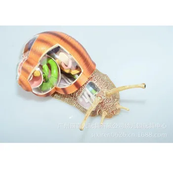 Assembled Animal Anatomy Snail Model Anime Medical Science Anatomic Model Puzzels for Children 4D Educational Science Toys 22cm
Assembled Animal Anatomy Snail Model Anime Medical Science Anatomic Model Puzzels for Children 4D Educational Science Toys 22cm