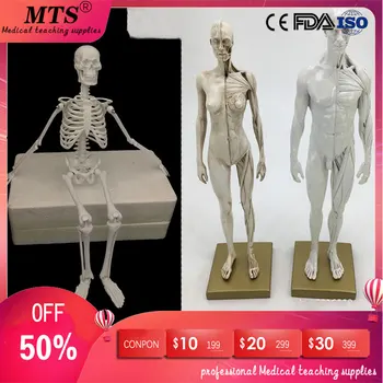 45cm Human Anatomical skeleton + 2pcs 30cm Male and female human muscle anatomy model skull Flesh CG bone model traumatic pistol
45cm Human Anatomical skeleton + 2pcs 30cm Male and female human muscle anatomy model skull Flesh CG bone model traumatic pistol