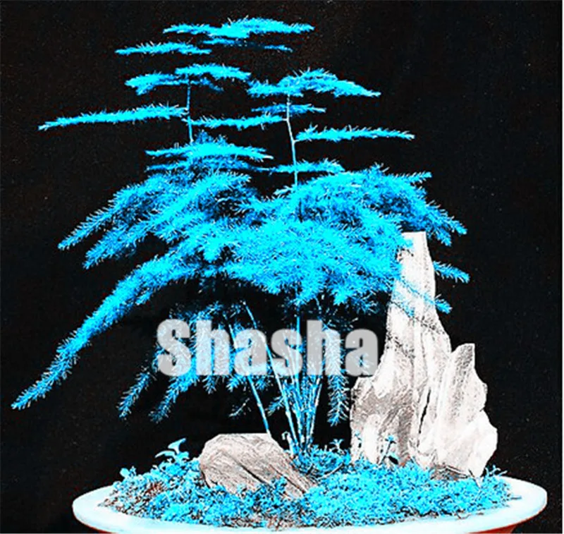 50 Particle/bag Asparagus Fern bonsai (Asparagus Setaceus)--Small Bamboo Bonsai Setose Asparagus Plants , DIY Mini Pot Plant
50 Particle/bag Asparagus Fern bonsai (Asparagus Setaceus)--Small Bamboo Bonsai Setose Asparagus Plants , DIY Mini Pot Plant