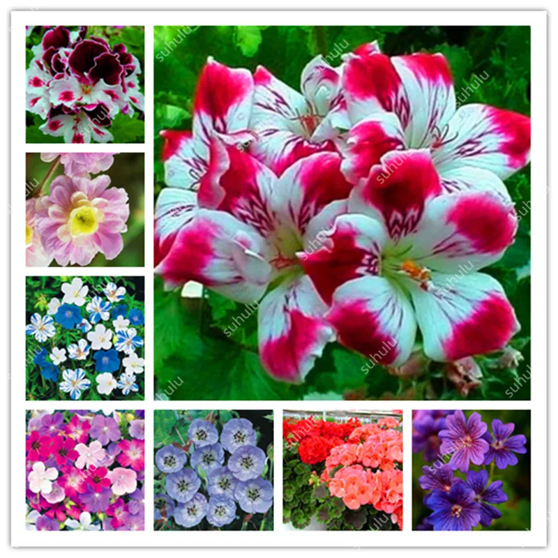 120 Pcs Geranium Plantas Perennial Bonsai Flower plant Pelargonium Peltatum Flores Geranium Indoor Plant For Home & Garden
120 Pcs Geranium Plantas Perennial Bonsai Flower plant Pelargonium Peltatum Flores Geranium Indoor Plant For Home & Garden