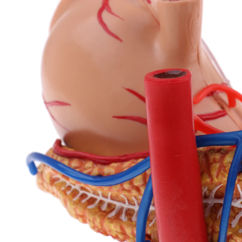Anatomical Human Stomach & Pancreas Organs Science Anatomy Model Learning Resource Student School Supplies