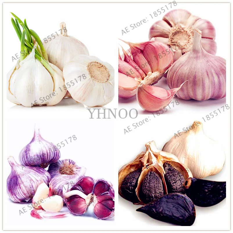100pcs/bag Garlic garden Purple Healthy Bonsai flores Green Vegetable Plants plantas For Home
100pcs/bag Garlic garden Purple Healthy Bonsai flores Green Vegetable Plants plantas For Home