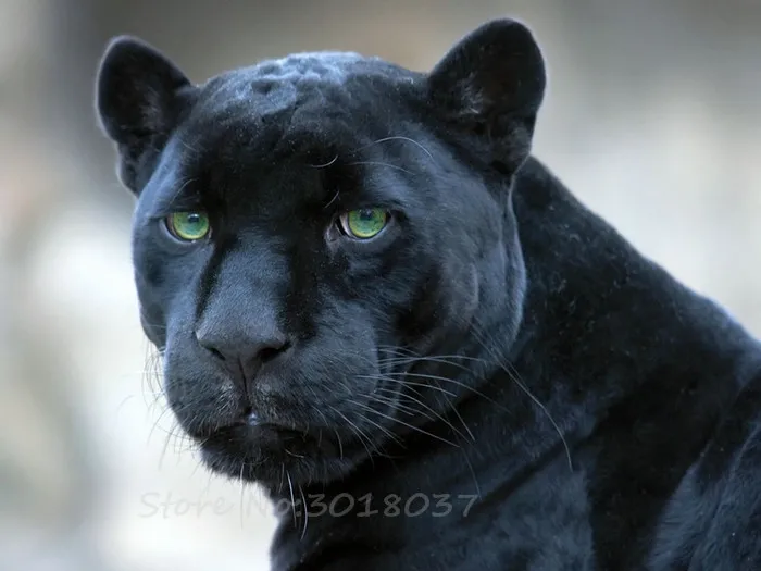 Diamond Mosaic 5D Diy Diamond Embroidery Stunned The Panther Diamond Painting Cross Stitch Floral Rhinestone Decoration Stickers
Diamond Mosaic 5D Diy Diamond Embroidery Stunned The Panther Diamond Painting Cross Stitch Floral Rhinestone Decoration Stickers