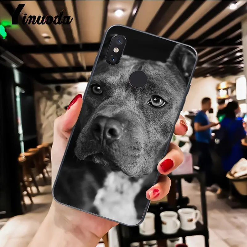 Pit Bull Dog Pitbull Puppy Animal