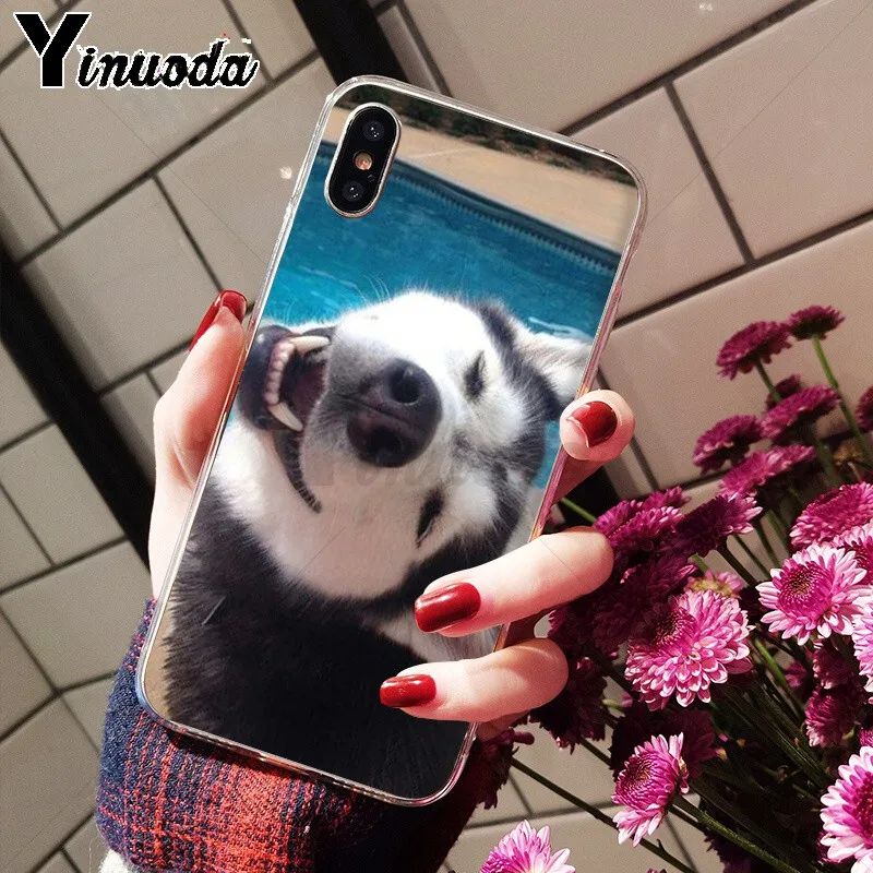 Animal Husky cute Puppy Dog