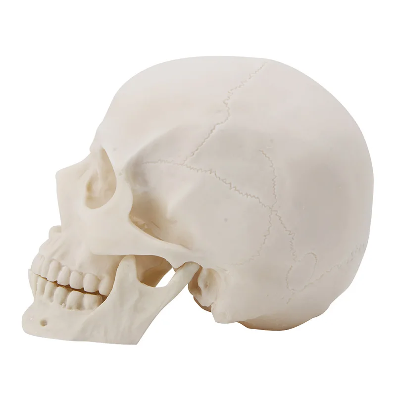 Free shipping Realistic 1:1 Adult Size Human Skull Replica Resin Art Teaching Model Medical 
Free shipping Realistic 1:1 Adult Size Human Skull Replica Resin Art Teaching Model Medical