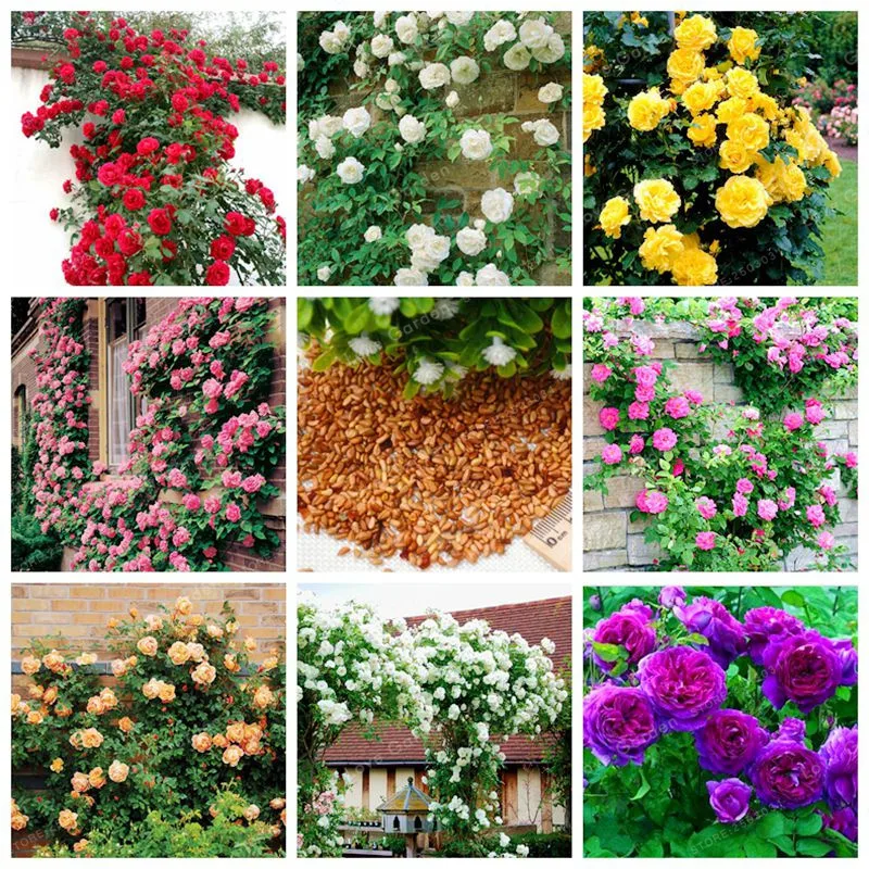 Rose Bonsai Mix Climbing Plant Perennial Rose Bonsai DIY Home Garden Courtyard Pot Flower Climbing Roses Bonsai 100 pcs/Pack
Rose Bonsai Mix Climbing Plant Perennial Rose Bonsai DIY Home Garden Courtyard Pot Flower Climbing Roses Bonsai 100 pcs/Pack