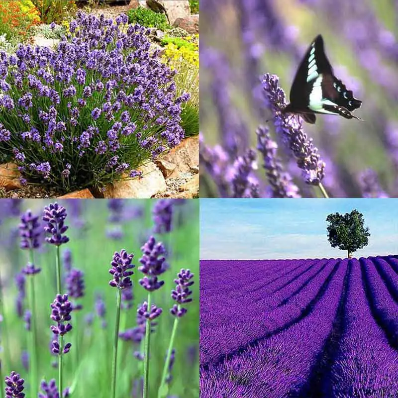 Lavender Bonsai Blue Purple Lavender Planting Vanilla Bonsai Beautiful Flower Outdoor Plant For Home Garden Decoration
Lavender Bonsai Blue Purple Lavender Planting Vanilla Bonsai Beautiful Flower Outdoor Plant For Home Garden Decoration