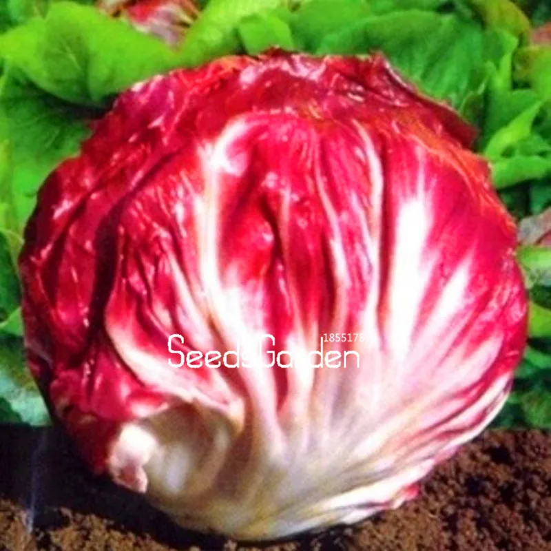 Genuine!100 Pcs/Bag Red cabbage chicory Bonsai selling health vegetable, free shipping,#V548RH
Genuine!100 Pcs/Bag Red cabbage chicory Bonsai selling health vegetable, free shipping,#V548RH