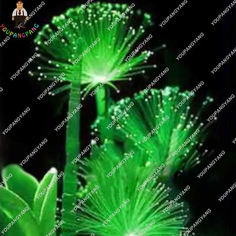 1000 Pcs Rare Water Grass Live Aquarium Plants plants Emerald Fluorescent Flower plants Night Light Emitting For Home Garden pla
1000 Pcs Rare Water Grass Live Aquarium Plants plants Emerald Fluorescent Flower plants Night Light Emitting For Home Garden pla