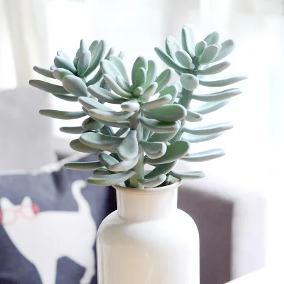 1piece Artificial Cactus Star Queen Simulation Tropical Plants Wedding Decoration for Home Office Table Decor Large Size
1piece Artificial Cactus Star Queen Simulation Tropical Plants Wedding Decoration for Home Office Table Decor Large Size