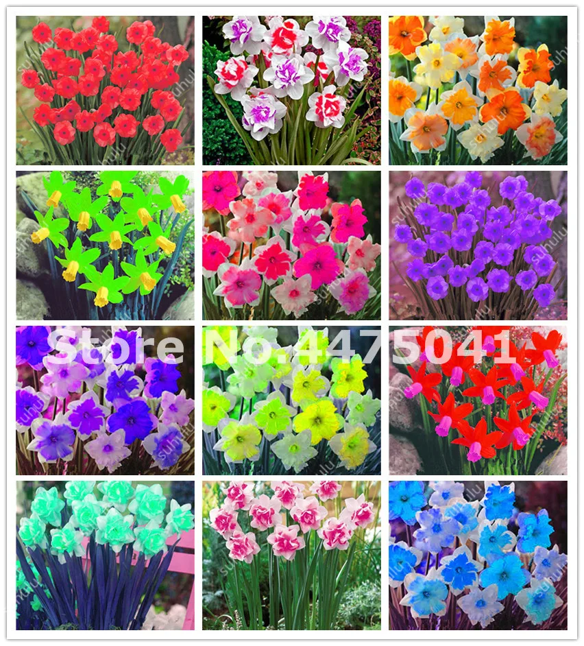 100pcs Flower Daffodil Bonsai,Daffodil Flores(Not Bulbs)Bonsai Narcissus Flower Aquatic Plants Double Petals Home Garden Decor
100pcs Flower Daffodil Bonsai,Daffodil Flores(Not Bulbs)Bonsai Narcissus Flower Aquatic Plants Double Petals Home Garden Decor