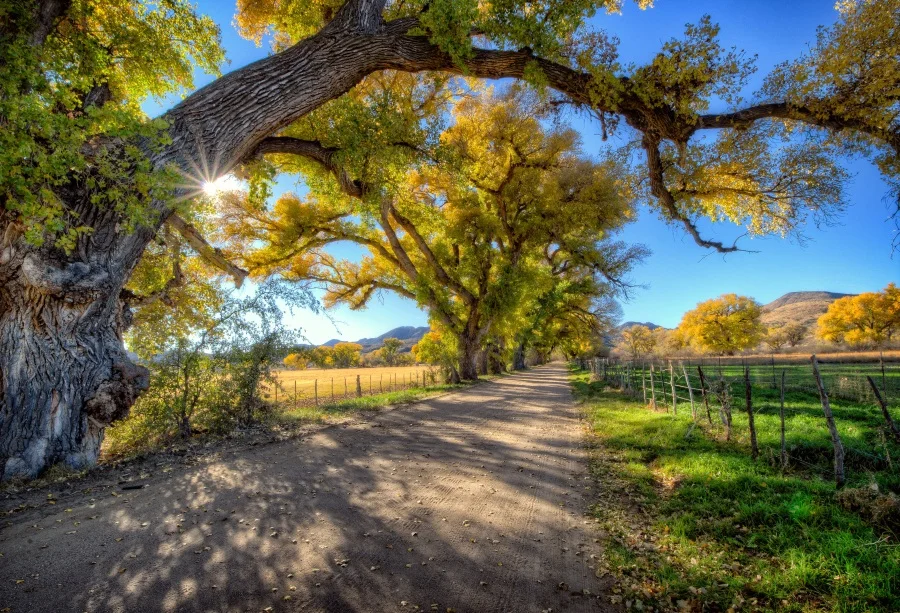 Laeacco Farm Field Old Trees Road Sunrise Landscape Photography Backgrounds Vinyl Custom Photographic Backdrops For Photo Studio
Laeacco Farm Field Old Trees Road Sunrise Landscape Photography Backgrounds Vinyl Custom Photographic Backdrops For Photo Studio