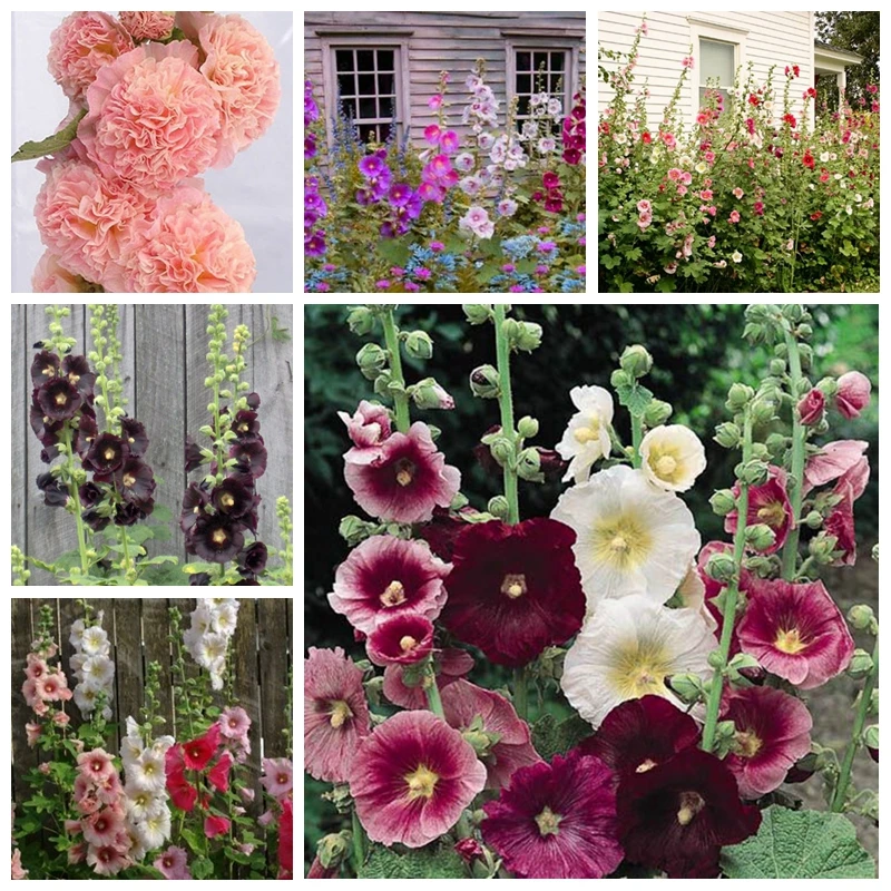 200 pcs/ bag Double Hollyhock Outdoor Blooming Subtropical Bonsai Potted Althaea Rosea Flower Plant for Home Garden Decor
200 pcs/ bag Double Hollyhock Outdoor Blooming Subtropical Bonsai Potted Althaea Rosea Flower Plant for Home Garden Decor