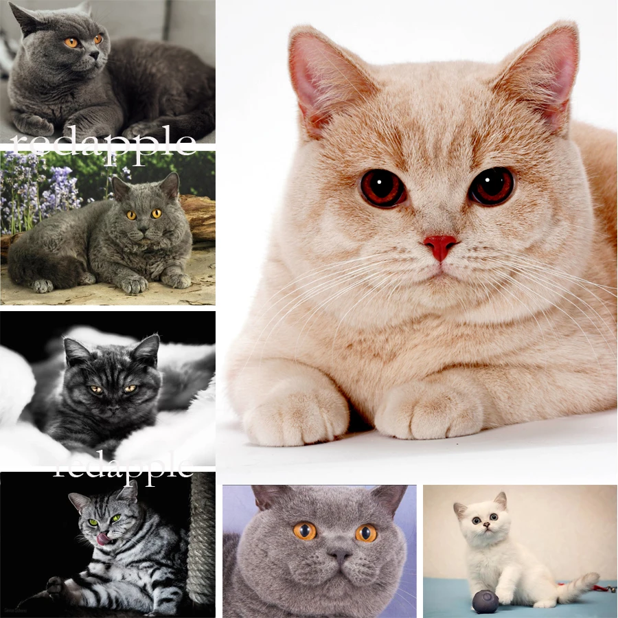 British Shorthair Cats Diamond Painting pets Diamond Embroidery Cross Stitch Animal Diamond Painting Mosaic DIY Craft Paintings
British Shorthair Cats Diamond Painting pets Diamond Embroidery Cross Stitch Animal Diamond Painting Mosaic DIY Craft Paintings