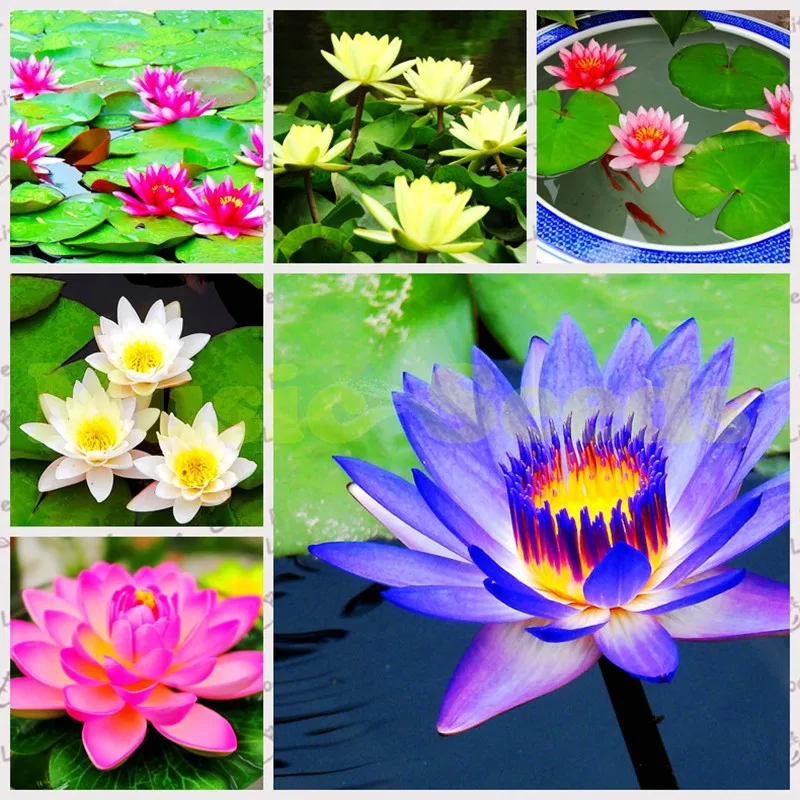 5 pcs Aquatic plants flower bowl lotus, Water Lilies lotus , 100% genuine rainbow tree for home garden plant
5 pcs Aquatic plants flower bowl lotus, Water Lilies lotus , 100% genuine rainbow tree for home garden plant