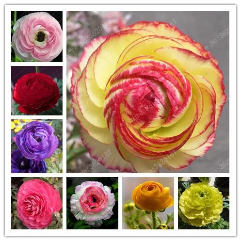 100 Pcs Ranunculus Asiaticus Flower Bonsai Persian Buttercup Flower Planta For Home Garden Plants
100 Pcs Ranunculus Asiaticus Flower Bonsai Persian Buttercup Flower Planta For Home Garden Plants