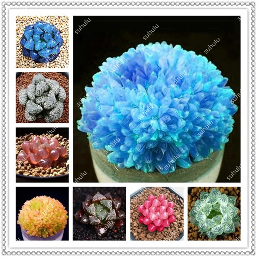 200 Pcs Bonsai Office Desktop Yulu Pseudotruncatella Bonsai, Living Stone Lithops Succulent Bonsai Anti-Radiation Purify Air
200 Pcs Bonsai Office Desktop Yulu Pseudotruncatella Bonsai, Living Stone Lithops Succulent Bonsai Anti-Radiation Purify Air