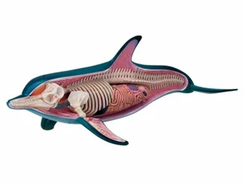 Hot Educational Toys Assembled Dolphin Anatomy Model Removable Animal Anatomical Model Free Shipping 18 Parts Transparent Inside
Hot Educational Toys Assembled Dolphin Anatomy Model Removable Animal Anatomical Model Free Shipping 18 Parts Transparent Inside