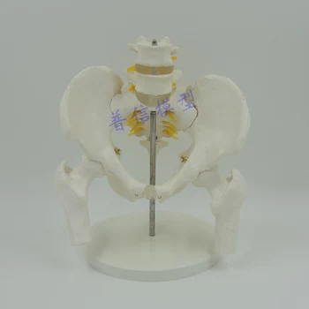 Medical Anatomy Life-Size Pelvic Skeleton Model with Movable Femur Heads Lumbar Vertebrae Educational Supplies Medical Science
Medical Anatomy Life-Size Pelvic Skeleton Model with Movable Femur Heads Lumbar Vertebrae Educational Supplies Medical Science