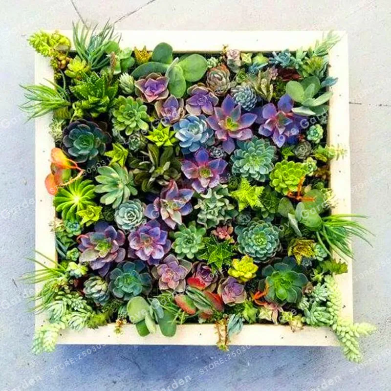 100pcs Lithops Bonsai Living Stone Flower Cacti Cactus Bonsai Rare Succulent Bonsai Colorful Meaty Plant Easy Grow Garden
100pcs Lithops Bonsai Living Stone Flower Cacti Cactus Bonsai Rare Succulent Bonsai Colorful Meaty Plant Easy Grow Garden