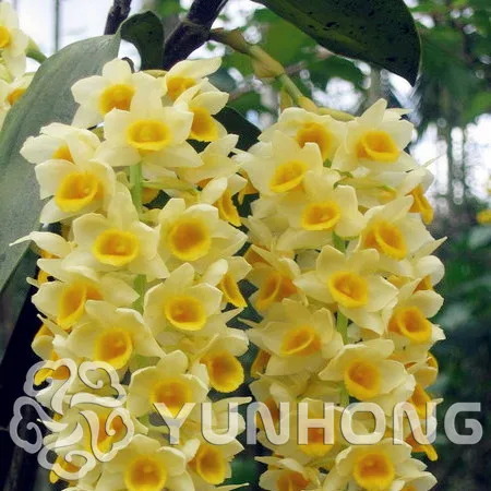Free shipping 100 pcs / bag, Dendrobium Bonsai, potted Bonsai, flower variety complete, the budding rate 95%, (Mixed colors)
Free shipping 100 pcs / bag, Dendrobium Bonsai, potted Bonsai, flower variety complete, the budding rate 95%, (Mixed colors)
