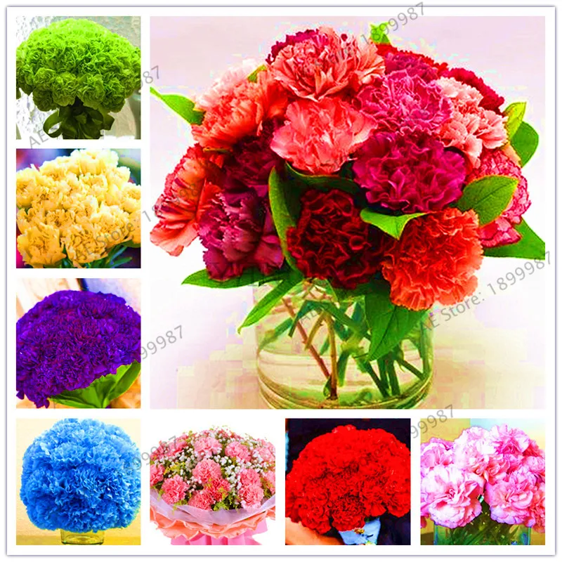 100pcs/bag ,carnation flower bonsai, indoor and outdoor flower plant,flores of perennial home garden flowers
100pcs/bag ,carnation flower bonsai, indoor and outdoor flower plant,flores of perennial home garden flowers