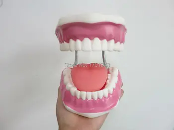High Quality 6 times big vivid teeth model dental model Special decoration dentist Clinic personalized decorative Figurines
High Quality 6 times big vivid teeth model dental model Special decoration dentist Clinic personalized decorative Figurines