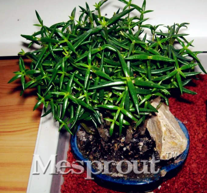 HOT SALE Rare Crassula Tetragona Flower Bonsai 100pcs Flower Crassula Tetragona Bonsai Free shipping For Garden & Home Plants
HOT SALE Rare Crassula Tetragona Flower Bonsai 100pcs Flower Crassula Tetragona Bonsai Free shipping For Garden & Home Plants